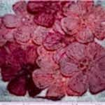 Örgü Çiçek Modeli Anlatımlı 1