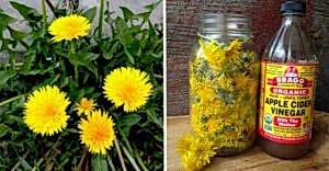 Karahindibaların Bilinmeyen Kullanım Alanları