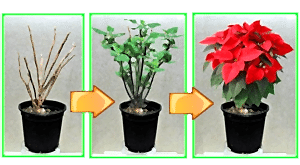 Evde Atatürk Çiçeği Bakımı