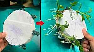 Dünyanın En Güzel Orkidesi Nasıl Yetişir?