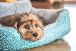 Yavru Köpekler İçin En Rahat Yatak Önerileri